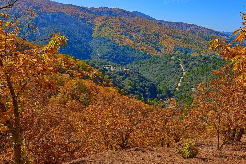 Autumn