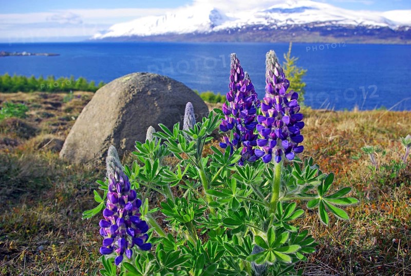 Flowering lupines at Eyjafjoerour