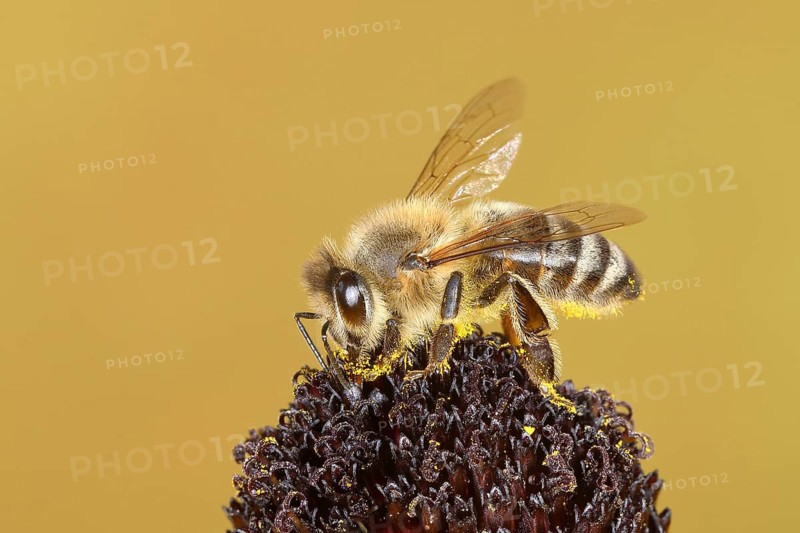 Honey bee