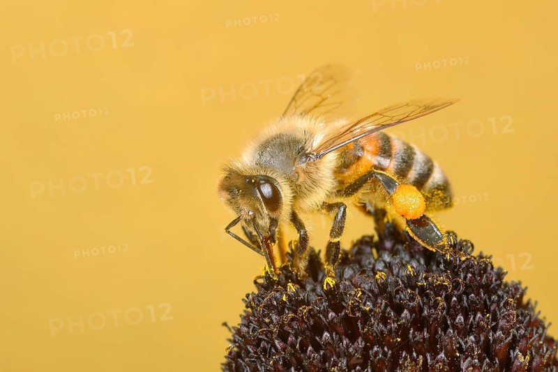 Honey bee