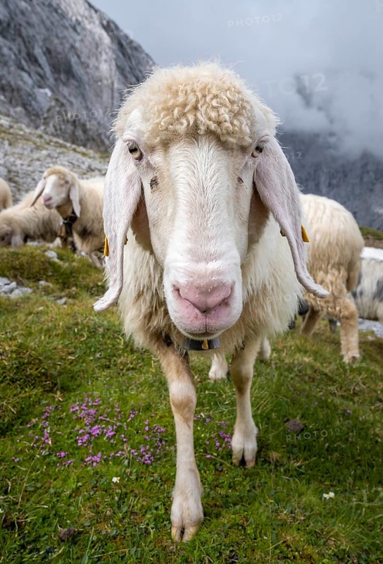 Sheep on mountain meadow