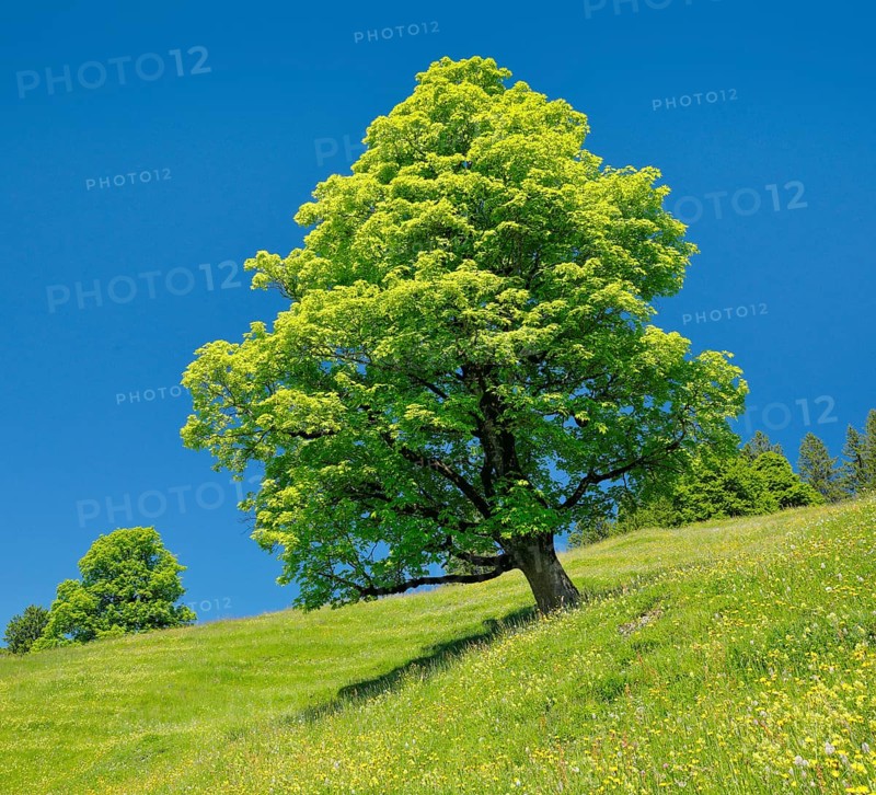 Freisthender sycamore maple in the middle of a mountain spring meadow