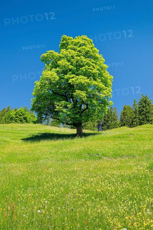 Freisthender sycamore maple in the middle of a mountain spring meadow