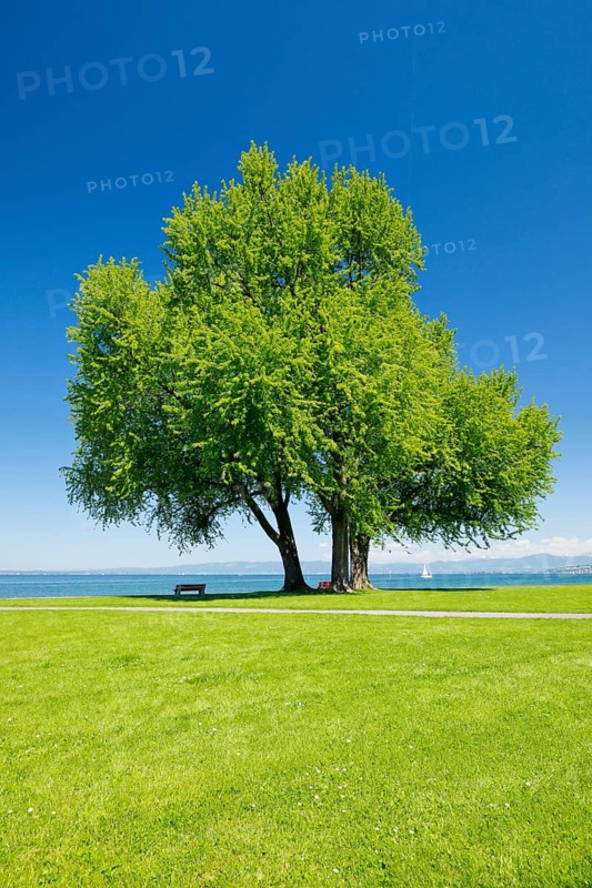 Benches under a large silver maple tree on the shore of Lake Constance near Arbon in Thurgau