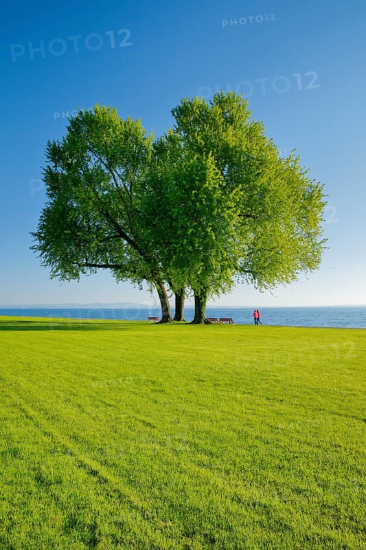 Walkers walking under a large silver maple tree on the shore of Lake Constance near Arbon in Thurgau