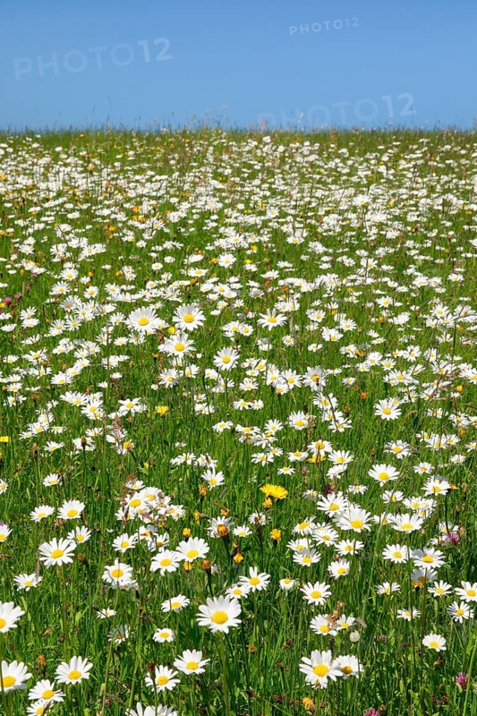 Flowering meadow in Toggenburg