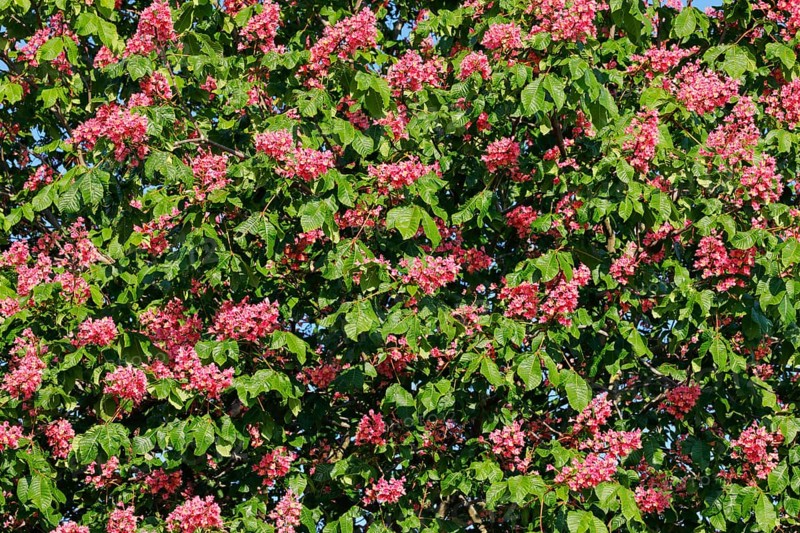 Detail of blossoming chestnut tree