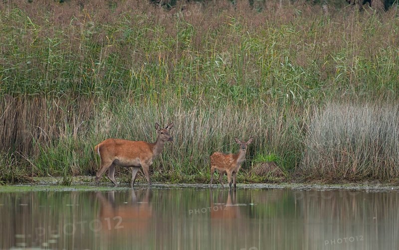 Doe with young