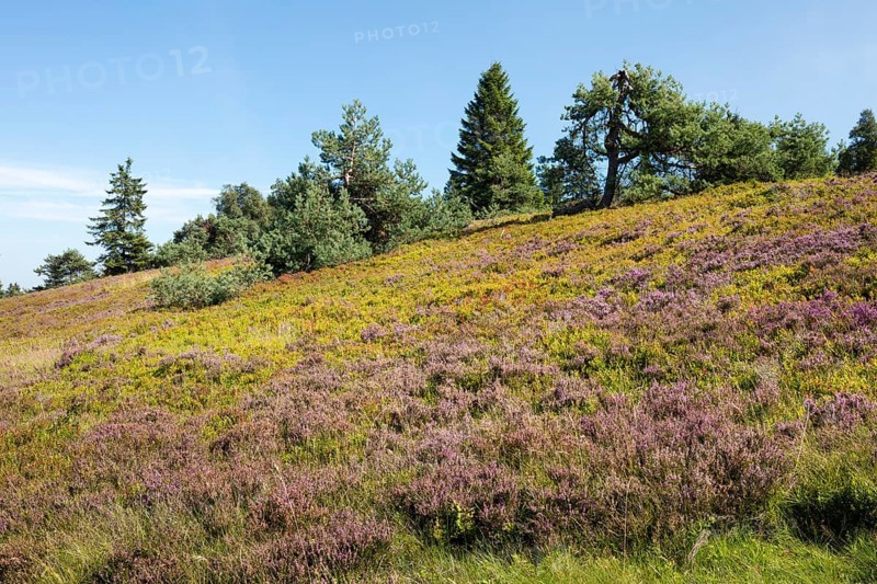 Flowering high heath