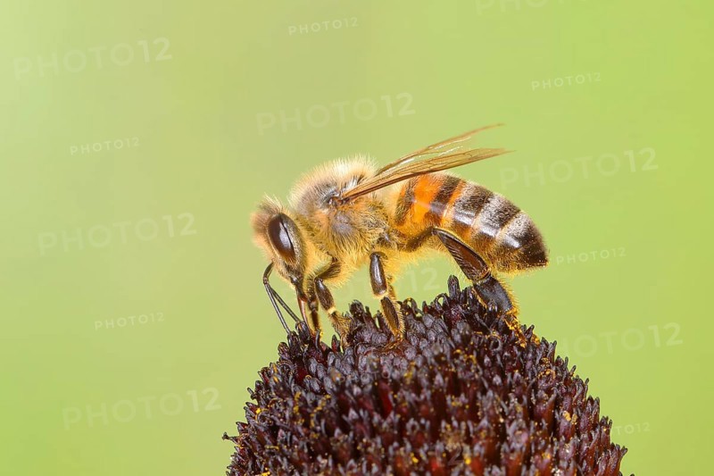 Honey bee
