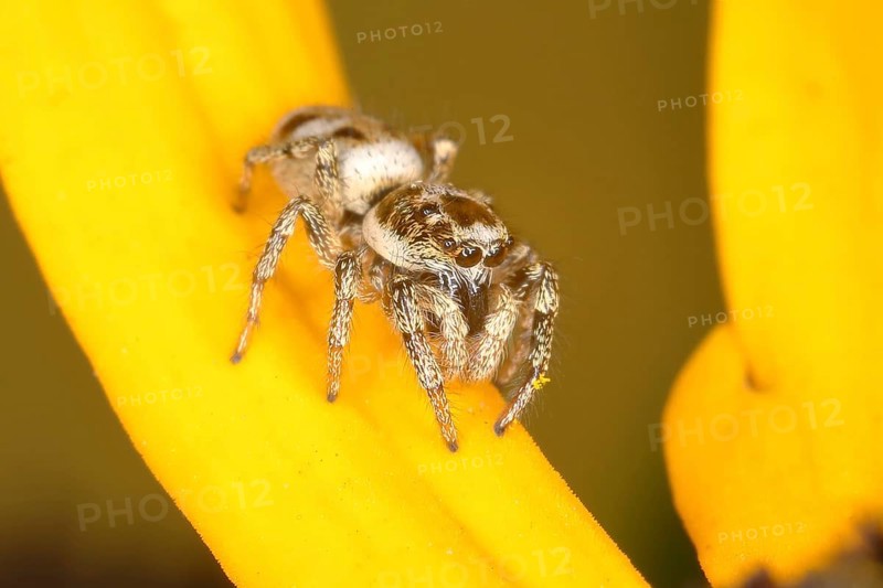 Zebra spider