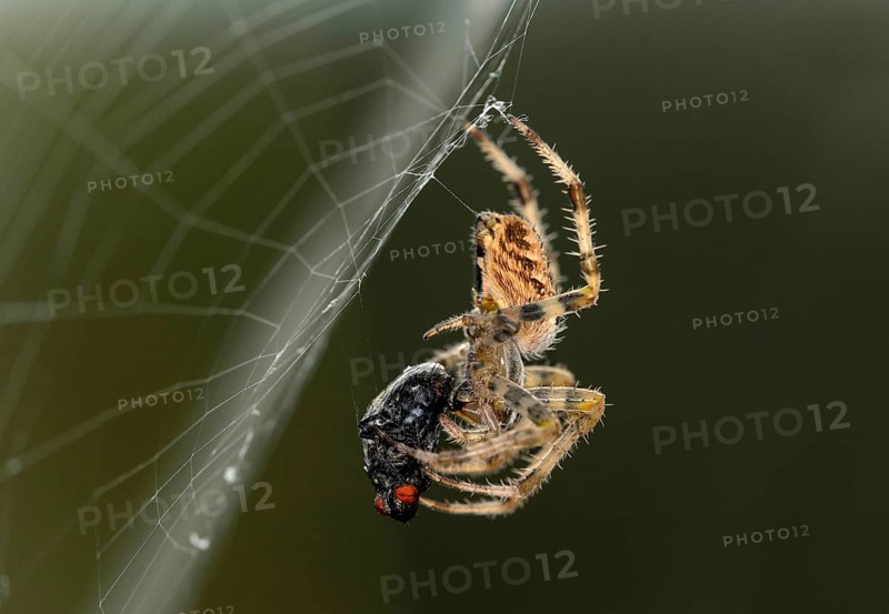 European garden spider