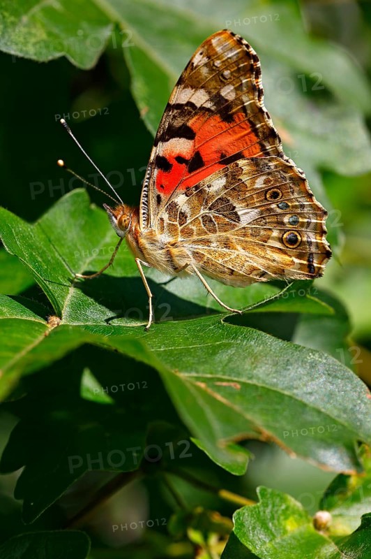 Painted lady