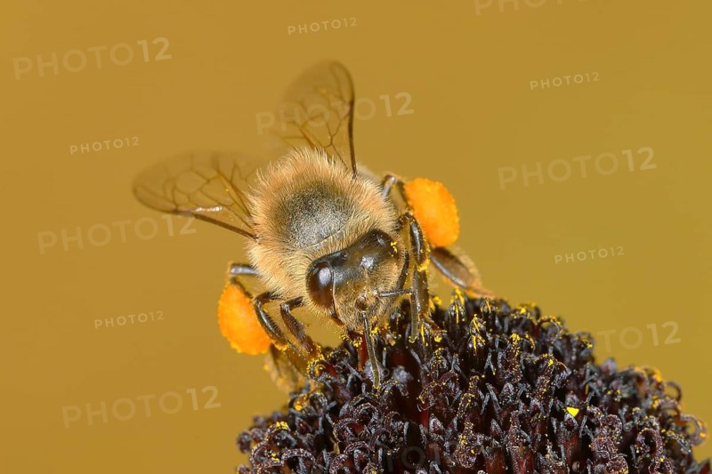 Honey bee