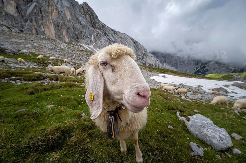 Sheep on mountain meadow