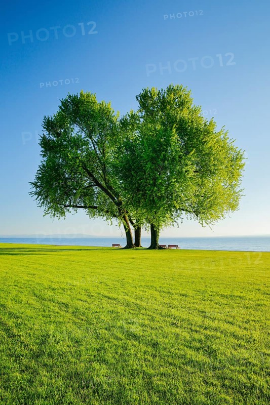 Benches under a large silver maple tree on the shore of Lake Constance near Arbon in Thurgau