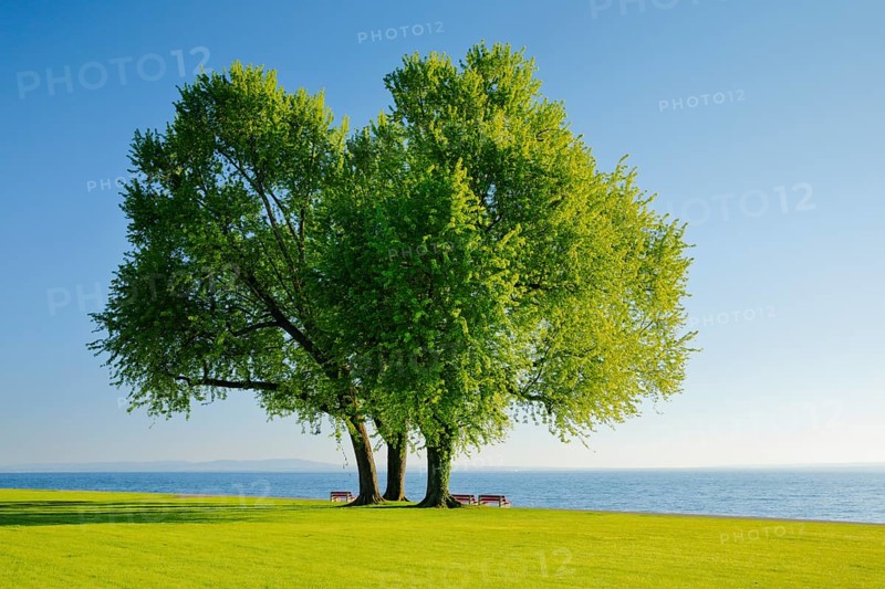 Benches under a large silver maple tree on the shore of Lake Constance near Arbon in Thurgau