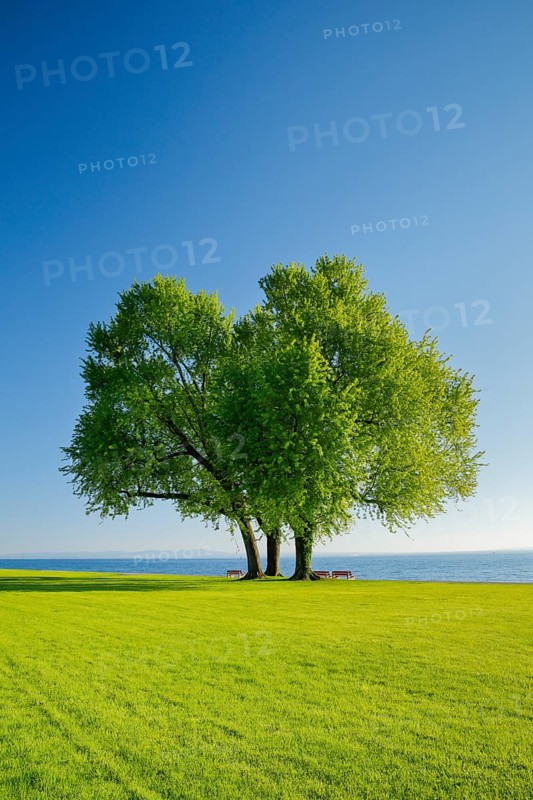 Benches under a large silver maple tree on the shore of Lake Constance near Arbon in Thurgau
