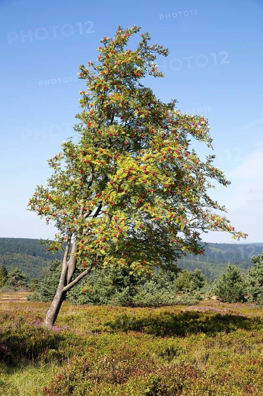 Rowan berry