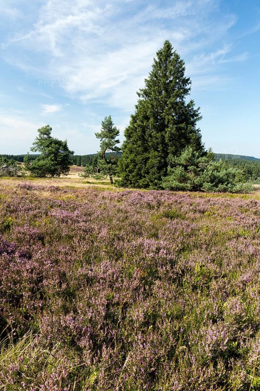 Flowering high heath