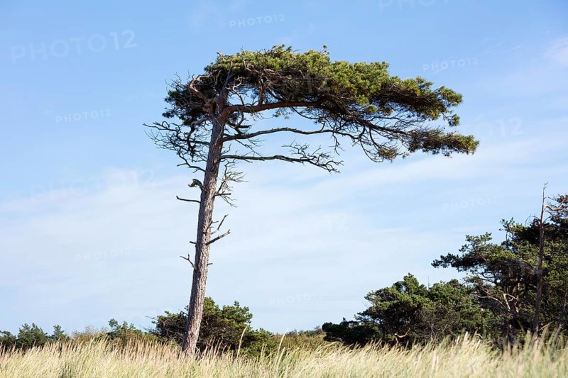 Pine tree