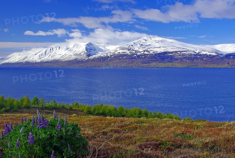 Flowering lupines at Eyjafjoerour