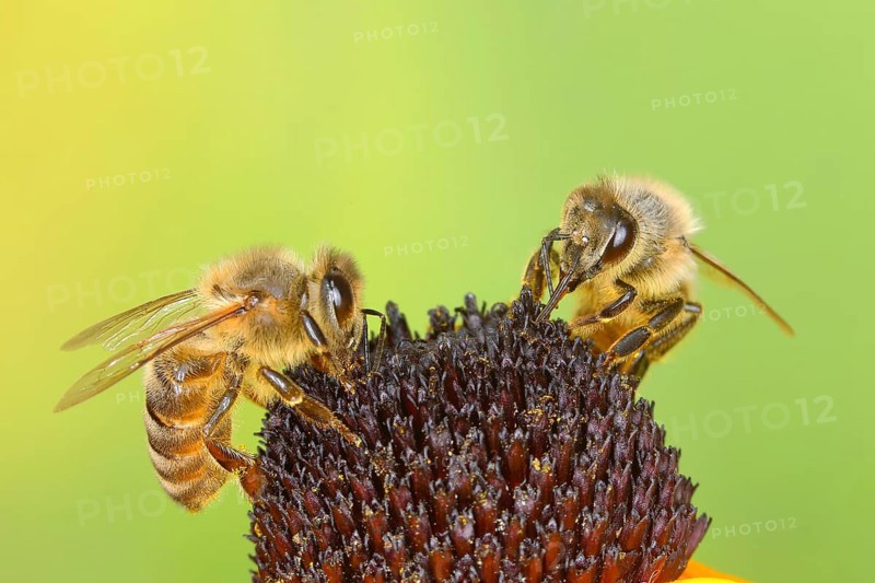 Honey bee