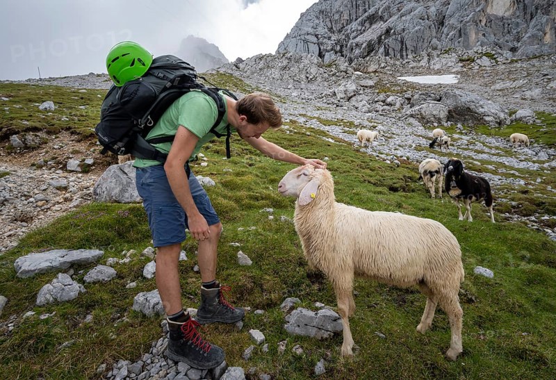 Hiker stroking sheep on mountain meadow