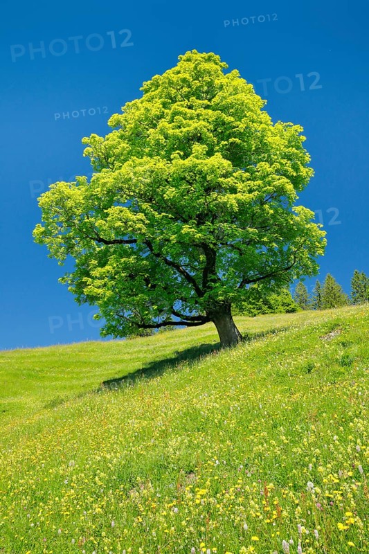 Freisthender sycamore maple in the middle of a mountain spring meadow
