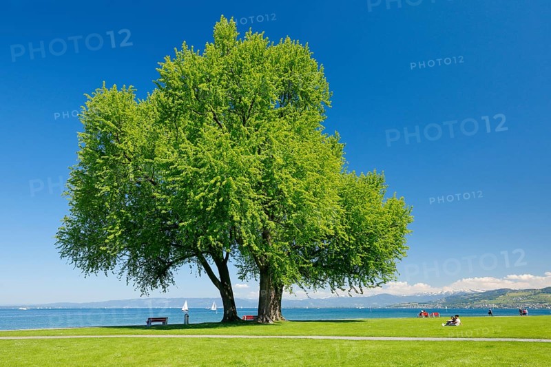 Large single silver maple tree and sunbathing lawns on the shore of Lake Constance near Arbon in Thurgau