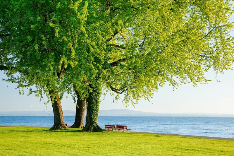 Benches under a large silver maple tree on the shore of Lake Constance near Arbon in Thurgau