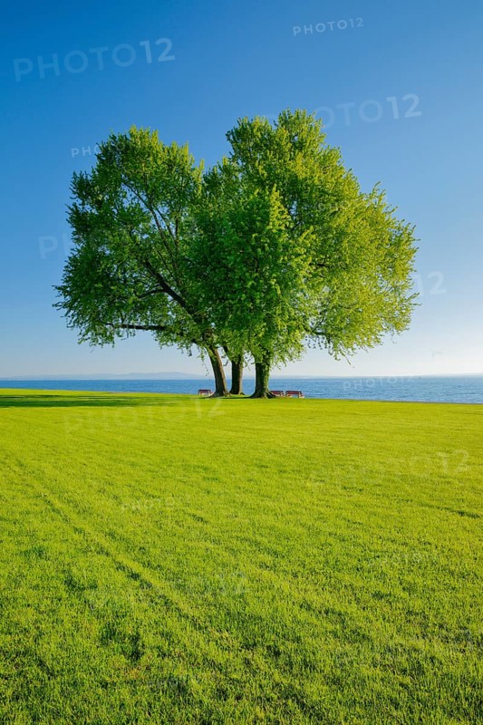 Benches under a large silver maple tree on the shore of Lake Constance near Arbon in Thurgau