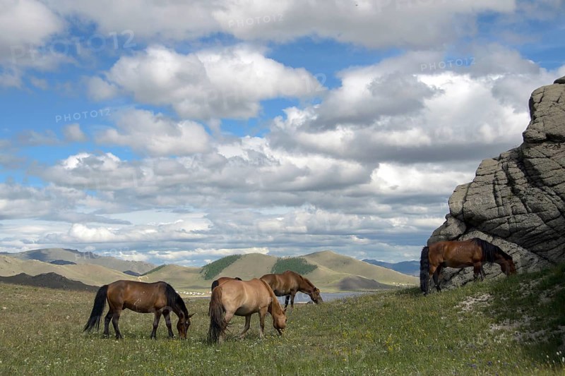 Horses at Terkhiin Tsagaan Lake