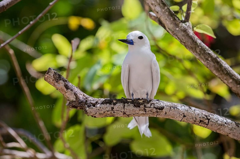 White tern