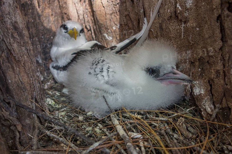White-tailed tropicbird