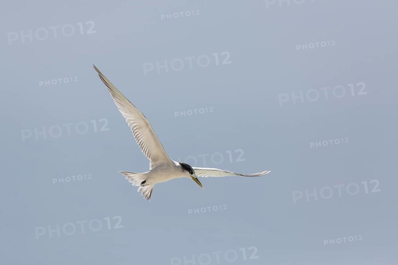 Greater Crested Tern