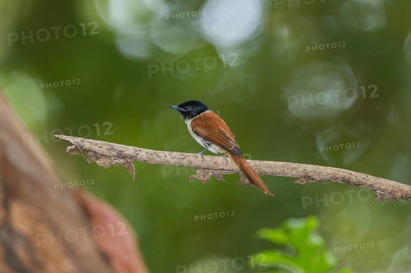 Seychelles paradise-flycatcher