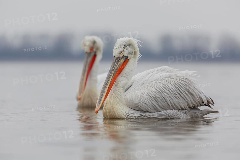 Dalmatian pelican