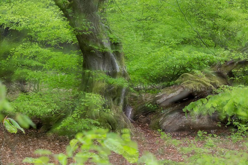 European hornbeam