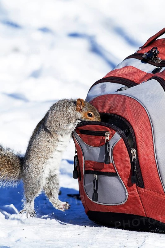 Eastern grey squirrel looking for peanuts in a backpack