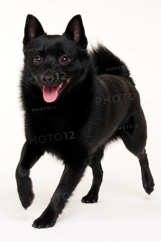 Schipperke
