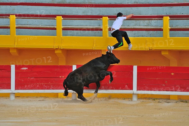 Bullfight