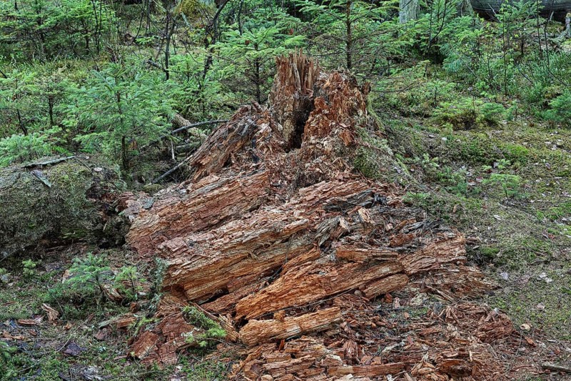 Wood decay