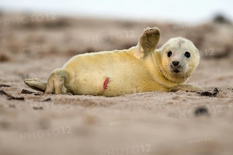 Grey seal