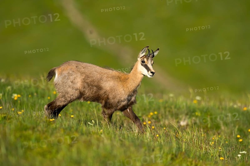 Chamois