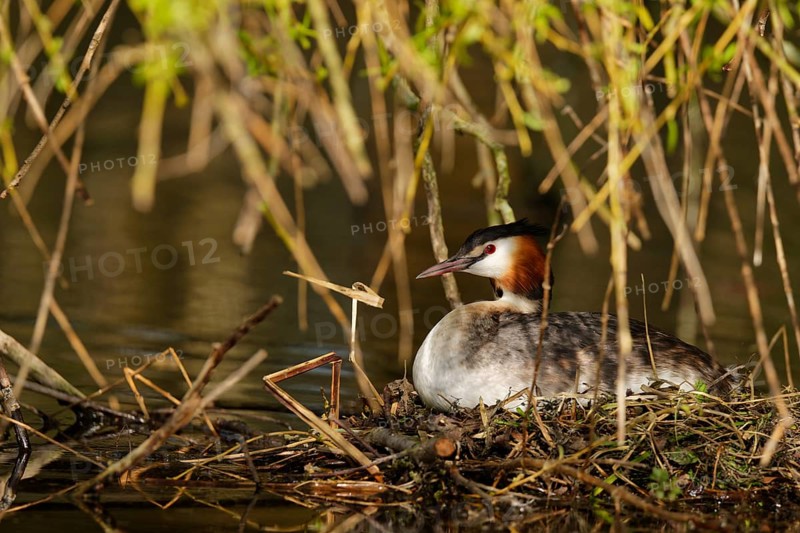 Great crested grebe