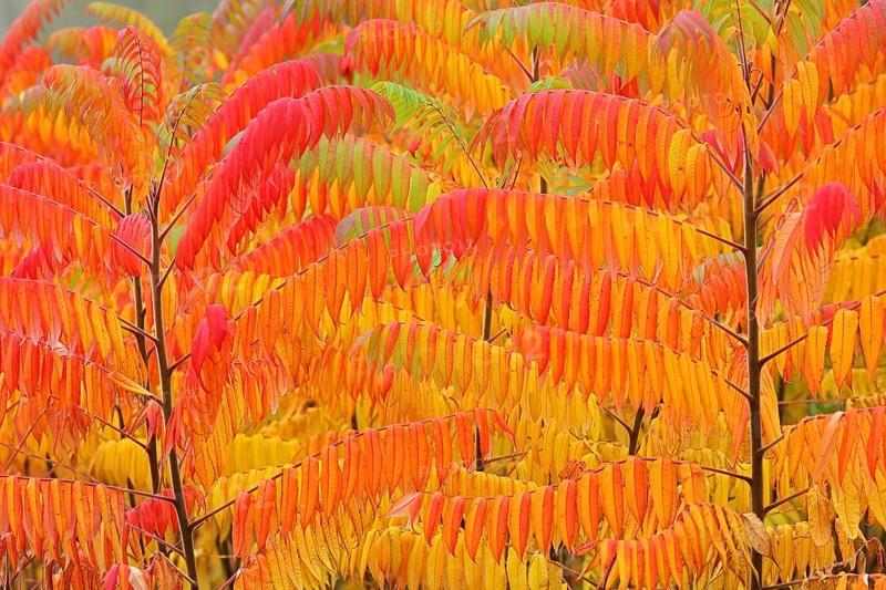 Staghorn sumac