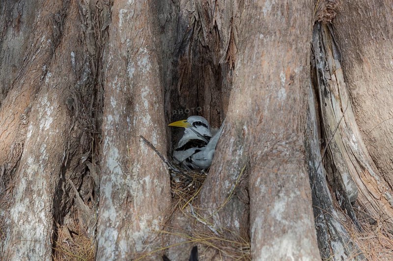 White-tailed tropicbird