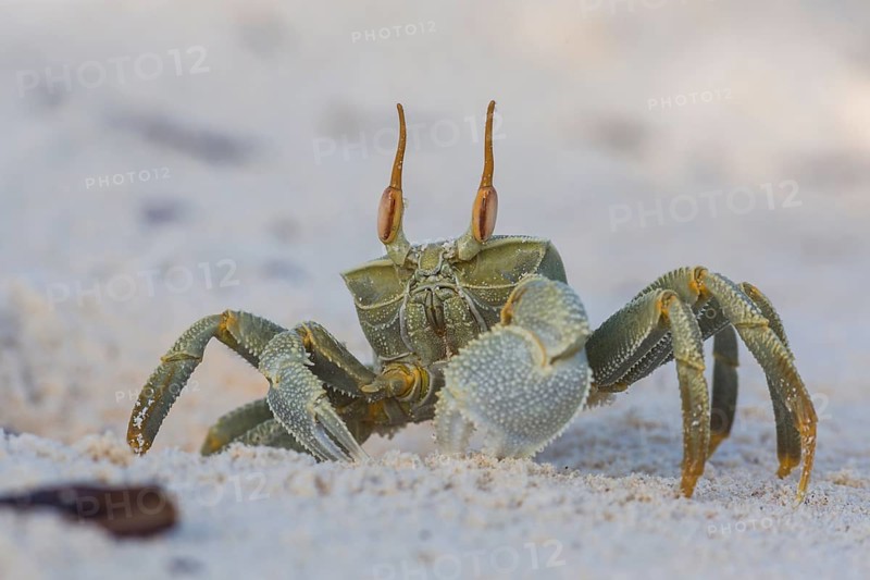 Ghost crab