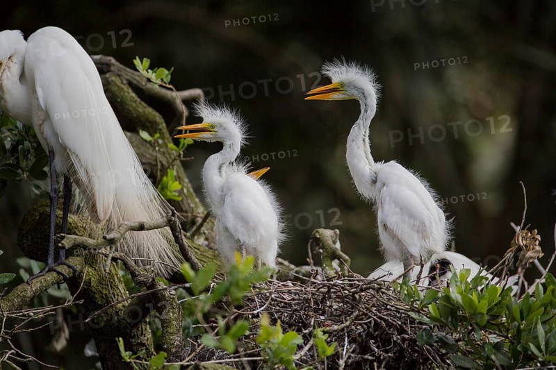 Great egret